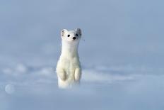 Stoat in winter coat, standing upright in the snow, Germany-Konrad Wothe-Photographic Print