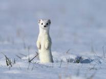 Stoat in winter coat, standing upright in snow, Germany-Konrad Wothe-Photographic Print