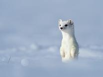 Stoat in winter coat, standing upright in the snow, Germany-Konrad Wothe-Photographic Print