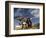 Kook Kook is from Altai Sum, Golden Eagle Festival, Mongolia-Amos Nachoum-Framed Photographic Print