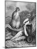 Kookaburra Eating Mouse 1898-Chris Hellier-Mounted Giclee Print