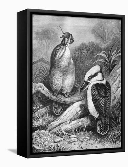 Kookaburra Eating Mouse 1898-Chris Hellier-Framed Premier Image Canvas