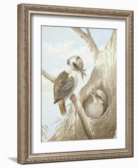 Kookaburras Feeding at a Nest in a Tree, 1892-Neville Henry Peniston Cayley-Framed Giclee Print