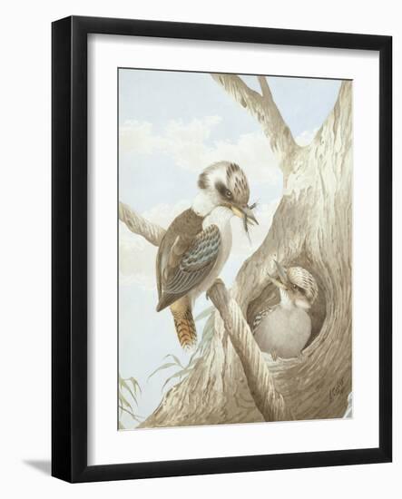 Kookaburras Feeding at a Nest in a Tree, 1892-Neville Henry Peniston Cayley-Framed Giclee Print