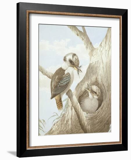 Kookaburras Feeding at a Nest in a Tree, 1892-Neville Henry Peniston Cayley-Framed Giclee Print