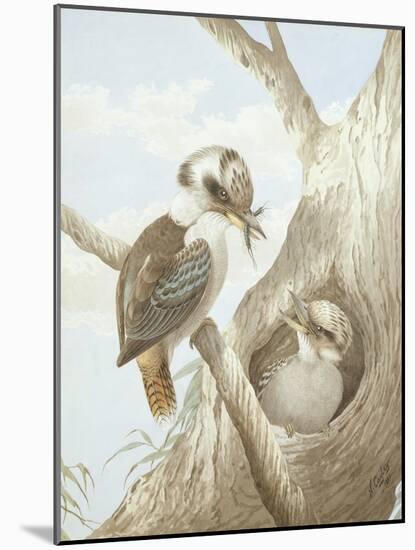 Kookaburras Feeding at a Nest in a Tree, 1892-Neville Henry Peniston Cayley-Mounted Giclee Print