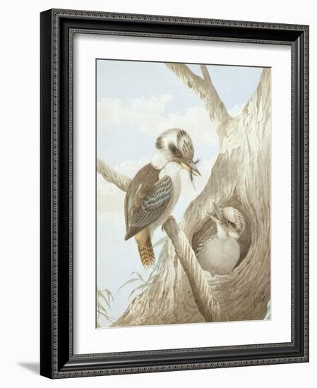 Kookaburras Feeding at a Nest in a Tree, 1892-Neville Henry Peniston Cayley-Framed Giclee Print