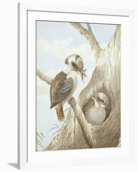 Kookaburras Feeding at a Nest in a Tree, 1892-Neville Henry Peniston Cayley-Framed Giclee Print