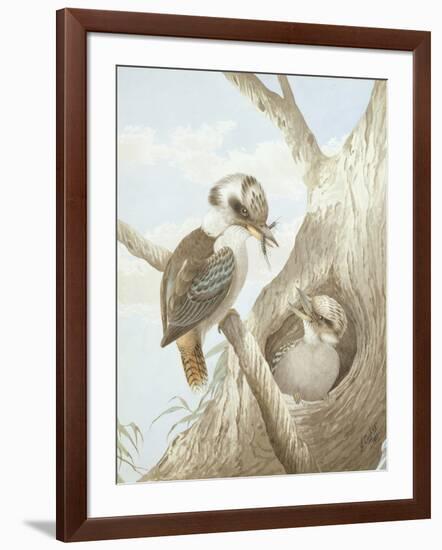 Kookaburras Feeding at a Nest in a Tree, 1892-Neville Henry Peniston Cayley-Framed Giclee Print