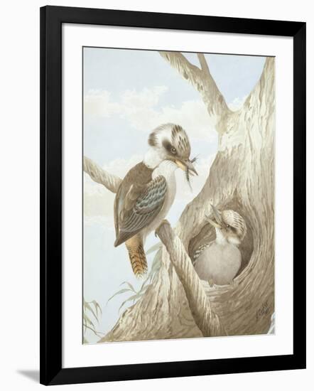 Kookaburras Feeding at a Nest in a Tree, 1892-Neville Henry Peniston Cayley-Framed Giclee Print