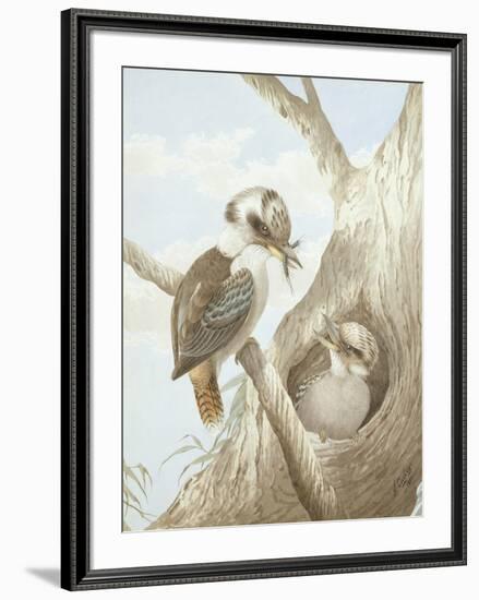 Kookaburras Feeding at a Nest in a Tree, 1892-Neville Henry Peniston Cayley-Framed Giclee Print