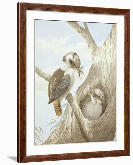 Kookaburras Feeding at a Nest in a Tree, 1892-Neville Henry Peniston Cayley-Framed Giclee Print