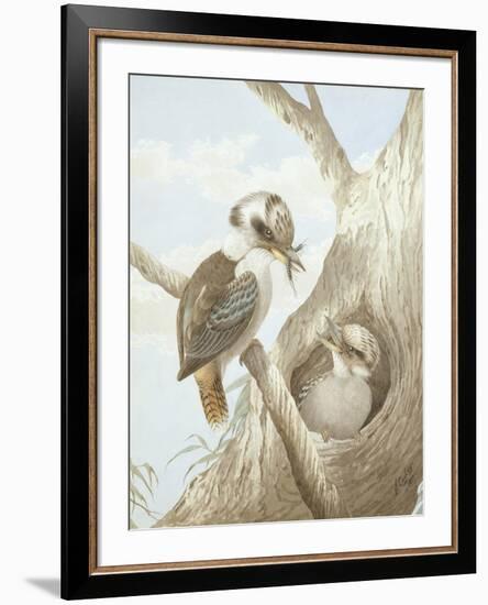 Kookaburras Feeding at a Nest in a Tree, 1892-Neville Henry Peniston Cayley-Framed Giclee Print