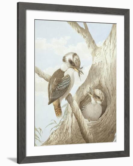 Kookaburras Feeding at a Nest in a Tree, 1892-Neville Henry Peniston Cayley-Framed Giclee Print