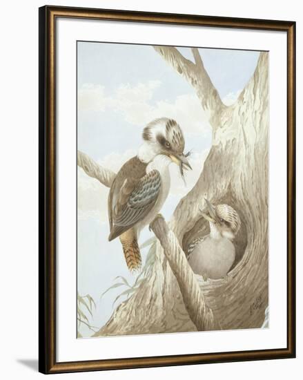 Kookaburras Feeding at a Nest in a Tree, 1892-Neville Henry Peniston Cayley-Framed Giclee Print