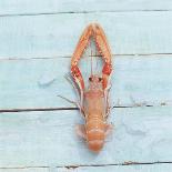 Spiny Lobster-Koops Holsten-Framed Stretched Canvas
