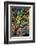 Kootenay Fall 3-Ursula Abresch-Framed Premium Photographic Print