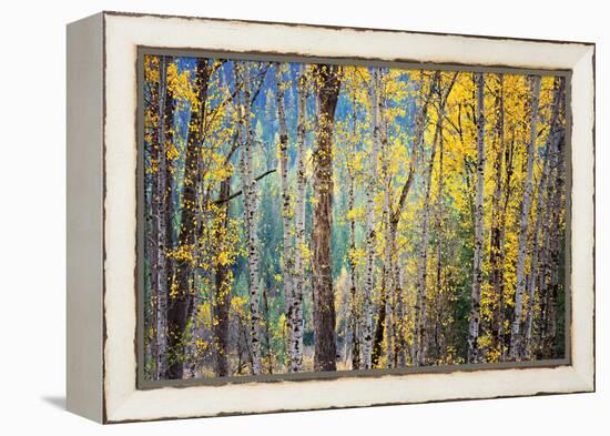 Kootenay Fall 4-Ursula Abresch-Framed Premier Image Canvas