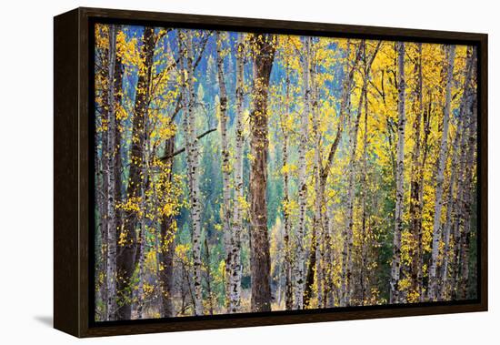 Kootenay Fall 4-Ursula Abresch-Framed Premier Image Canvas