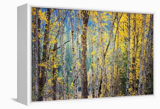 Kootenay Fall 4-Ursula Abresch-Framed Premier Image Canvas