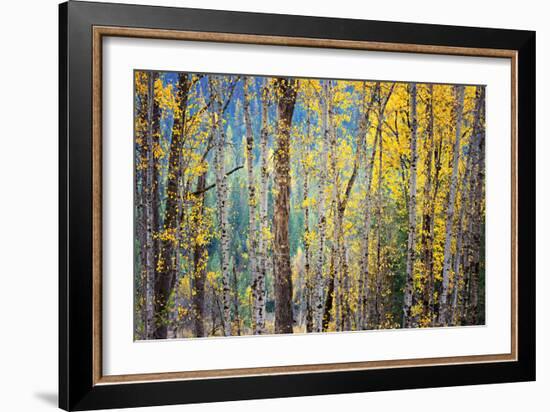 Kootenay Fall 4-Ursula Abresch-Framed Photographic Print