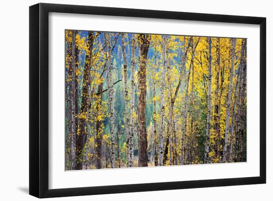 Kootenay Fall 4-Ursula Abresch-Framed Photographic Print