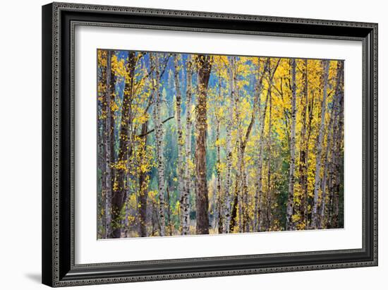 Kootenay Fall 4-Ursula Abresch-Framed Photographic Print