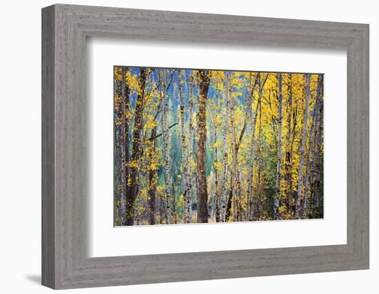 Kootenay Fall 4-Ursula Abresch-Framed Photographic Print