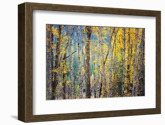 Kootenay Fall 4-Ursula Abresch-Framed Photographic Print