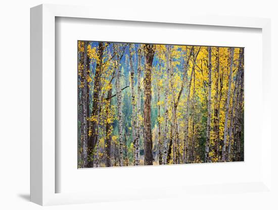 Kootenay Fall 4-Ursula Abresch-Framed Photographic Print