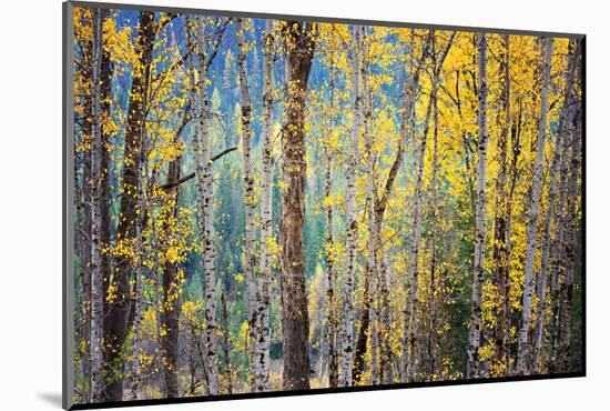 Kootenay Fall 4-Ursula Abresch-Mounted Photographic Print