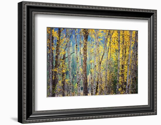 Kootenay Fall 4-Ursula Abresch-Framed Photographic Print