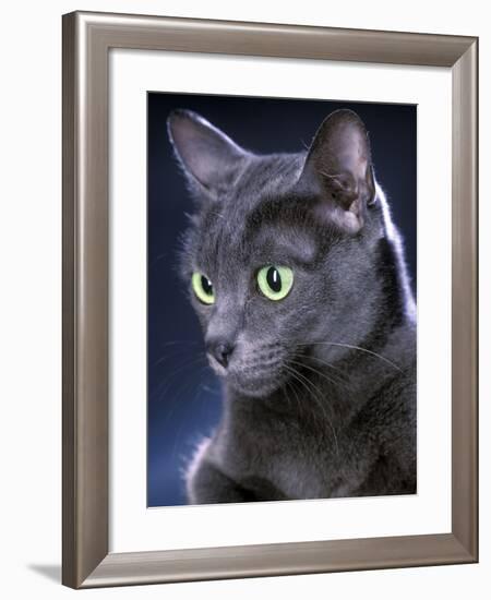 Korat Cat-null-Framed Photographic Print