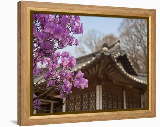 Korea, Seoul, Changdeokgung Palace, Cherry Blossom at Changgyeongggung Palace-Jane Sweeney-Framed Premier Image Canvas