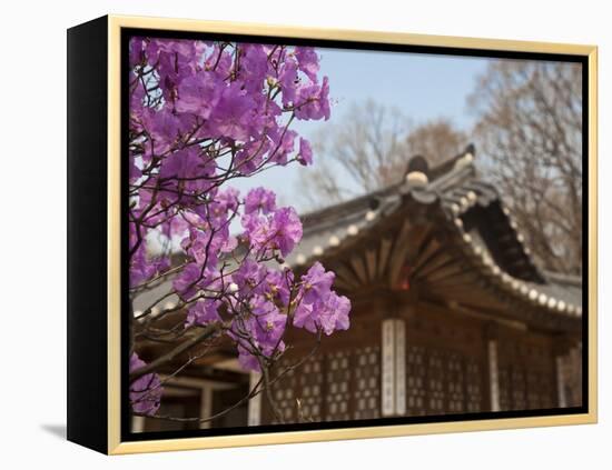 Korea, Seoul, Changdeokgung Palace, Cherry Blossom at Changgyeongggung Palace-Jane Sweeney-Framed Premier Image Canvas