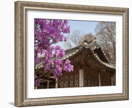 Korea, Seoul, Changdeokgung Palace, Cherry Blossom at Changgyeongggung Palace-Jane Sweeney-Framed Photographic Print