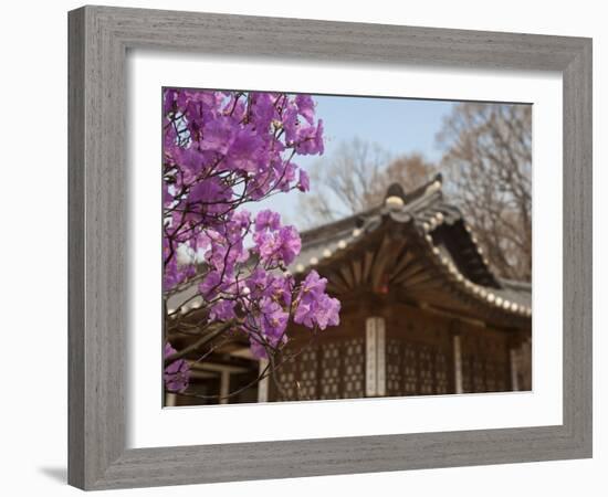 Korea, Seoul, Changdeokgung Palace, Cherry Blossom at Changgyeongggung Palace-Jane Sweeney-Framed Photographic Print