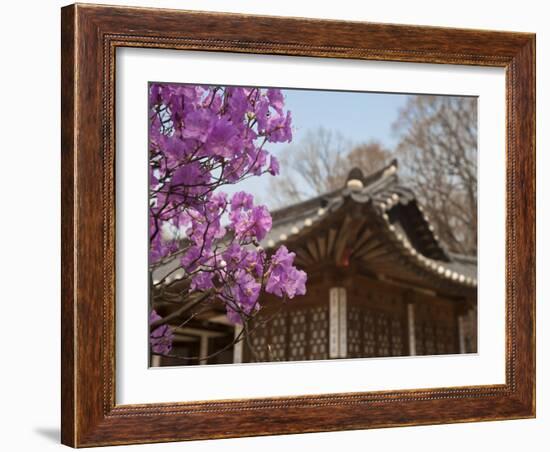 Korea, Seoul, Changdeokgung Palace, Cherry Blossom at Changgyeongggung Palace-Jane Sweeney-Framed Photographic Print