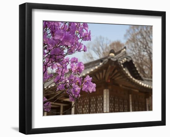 Korea, Seoul, Changdeokgung Palace, Cherry Blossom at Changgyeongggung Palace-Jane Sweeney-Framed Photographic Print