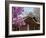 Korea, Seoul, Changdeokgung Palace, Cherry Blossom at Changgyeongggung Palace-Jane Sweeney-Framed Photographic Print