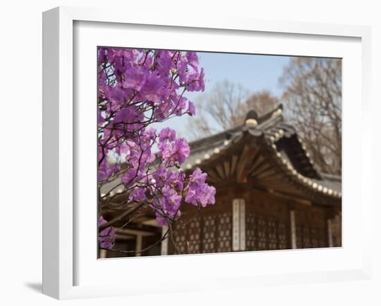 Korea, Seoul, Changdeokgung Palace, Cherry Blossom at Changgyeongggung Palace-Jane Sweeney-Framed Photographic Print