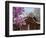 Korea, Seoul, Changdeokgung Palace, Cherry Blossom at Changgyeongggung Palace-Jane Sweeney-Framed Photographic Print