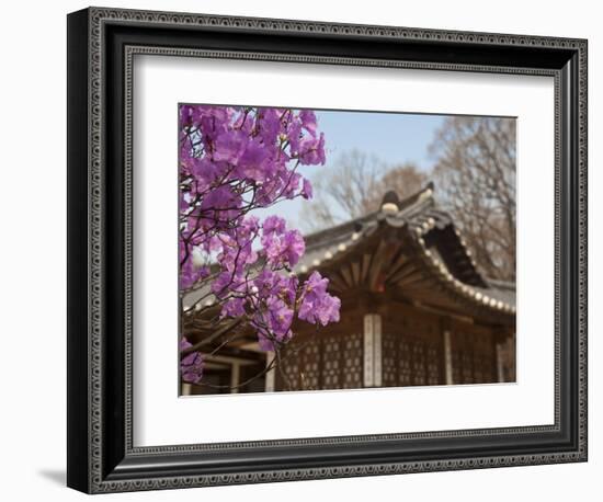 Korea, Seoul, Changdeokgung Palace, Cherry Blossom at Changgyeongggung Palace-Jane Sweeney-Framed Photographic Print