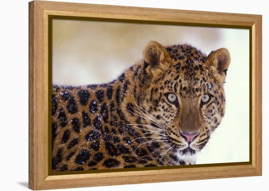 Korean Leopard Endangered Species-null-Framed Premier Image Canvas