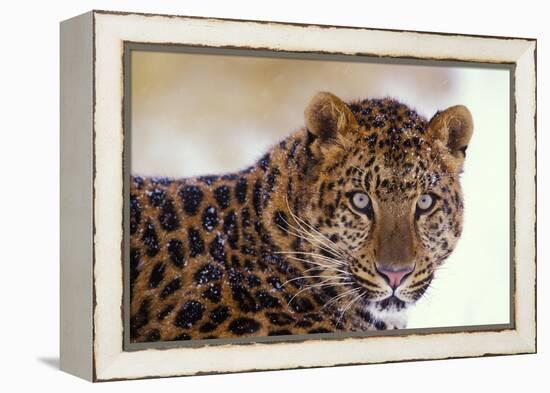 Korean Leopard Endangered Species-null-Framed Premier Image Canvas