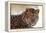 Korean Leopard Endangered Species-null-Framed Premier Image Canvas