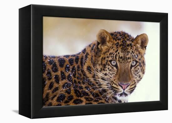 Korean Leopard Endangered Species-null-Framed Premier Image Canvas