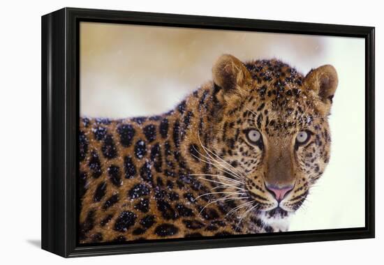 Korean Leopard Endangered Species-null-Framed Premier Image Canvas