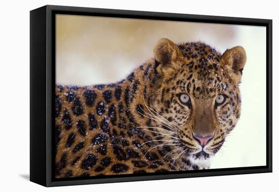 Korean Leopard Endangered Species-null-Framed Premier Image Canvas
