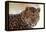 Korean Leopard Endangered Species-null-Framed Premier Image Canvas